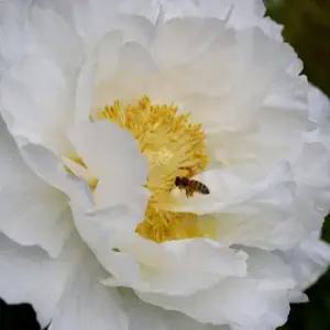 작약 엘사스 숙근 2~3촉 대형 흰꽃 작약 (FC)