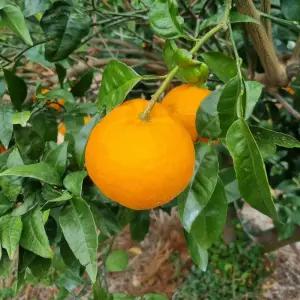 제주감귤 청량한 환타맛 신품종 윈터프린스 2kg 가정용 선물용