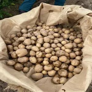 강원도 고랭지 두백감자 20Kg 중, 개당60~90g