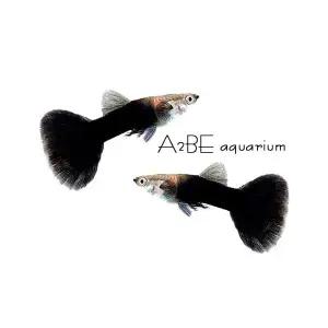 [에이투비]블랙 턱시도 구피 준성어 3 쌍