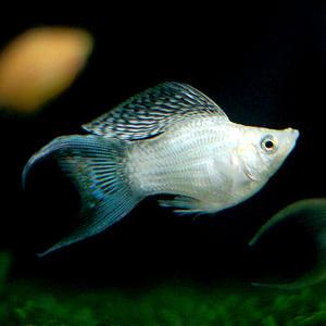 미미네아쿠아 물고기 화이트 풍선몰리 3마리