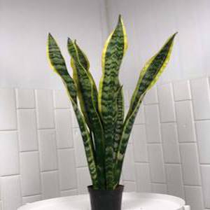 높이 약 70cm 농장 직영 산세베리아 로렌티 중형 공기정화 식물