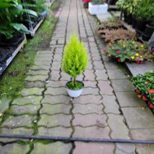 대박상품 율마 외목대 중품 40~60cm 75 인기 허브