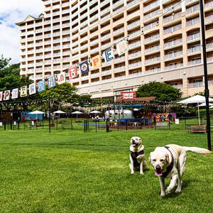 소노펫 비발디파크DE 패키지 소노호텔앤리조트 애견동반 오션월드 (강원 홍천) 룸온리