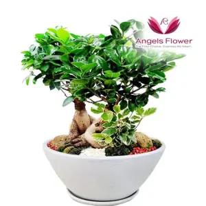 [엔젤스플라워] 인삼벤자민 고급형 관엽식물 공기정화 전국 꽃배달서비스