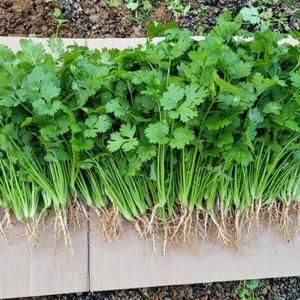 양주농부 클로렐라 고수 나물 향채소 고수풀 1kg