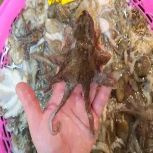 국내산 제철 생물 쭈꾸미 1kg 7-15미 내외 숙회 알쭈꾸미 기력보충 볶음 샤브샤브 급냉상품 선택가능