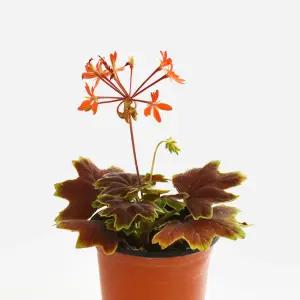 벤쿠버 제라늄 소형 야생화 반려식물 꽃모종