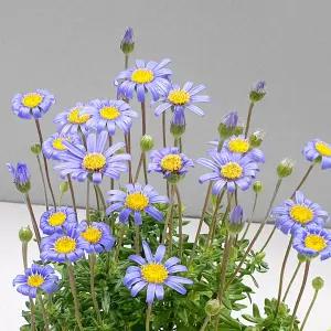 페르시아 블루데이지 소형