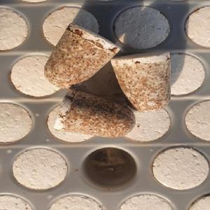 느타리버섯종균 표고버섯종균 성형 606구