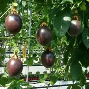 백향과묘목 백향과나무묘목