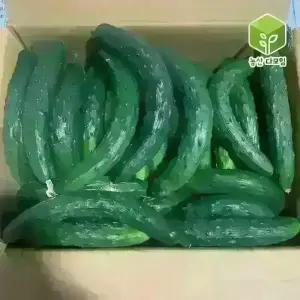 국내산 못난이오이 취청오이 보통 10kg