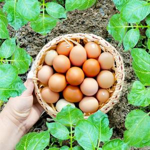 난각번호1번 유기농 유정란 초란 무항생제 왕란 1등급 계란 자연 자유 방사 방목 친환경 날계란