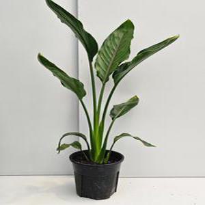 식물공장 슬릿화분 블랙화분 꽃피는 극락조 레기니아 중품 50-70cm 109