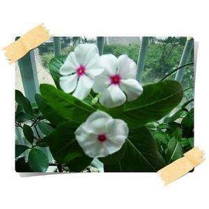 일일초/매일초/Vinca roser/24포트1세트/전원주택/팬션/봄철화단/판매시기확인후구매