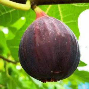 [목하원예조경]무화과나무 승정도후인 무화과 묘목 삽목 2년생 특묘 대과종 정원과일나무 유실수 묘목