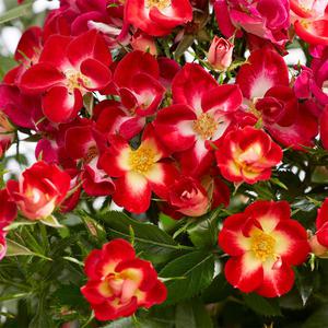 찔레장미 2종 택1 꽃나무 찔레나무 정원수 붉은 분홍