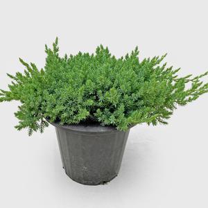 마이플랜트 눈좀향 눈향나무 실내공기정화 플랜테리어 중대형 식물