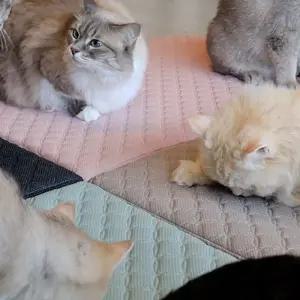 초코펫 고양이 스크래처 반영구 냥이행복매트