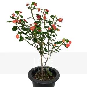 가시없는꽃기린(중품) 신종 꽃기린 키우기 선인장 다육이 꽃 나무 화분