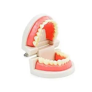 [하프클럽/알티피아]양치 모형 치아 이빨모형 교육용 치아모형양치교구