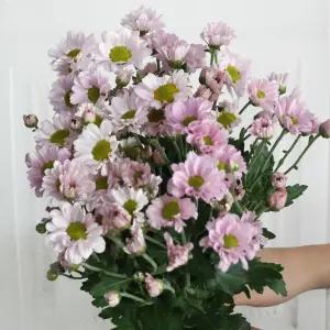 (플라워마켓) 보라미 소국 한단 양재꽃시장 생화 배달 꽃 정기구독