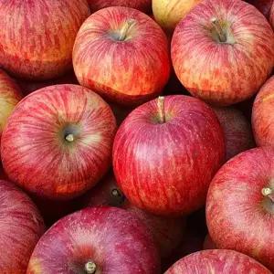 갤러리아 사과 강원도 정선 꿀사과 3kg 12과