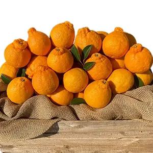 올레농원 고당도 노지 한라봉 5KG, 10KG / 오늘수확