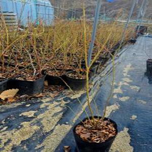 향수묘목농원 블루베리 추위에 강한 대과종 듀크 2년생