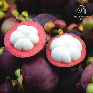 [웰굿] 항공직송 태국 생 망고스틴 1.5kg(15-21과)