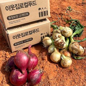 25년 무안 햇 양파 적양파 자색양파 10kg