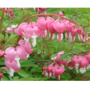 (성실)금낭화 모종 (포트) 4개