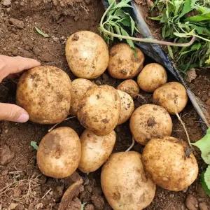 국내산 산지직송 햇 감자 포슬포슬 고소한 감자 5kg (대)