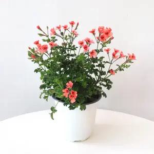 마이플랜트 오렌지랜디 제라늄 중형 1개 엔젤아이스 페라고늄 모종 관엽식물