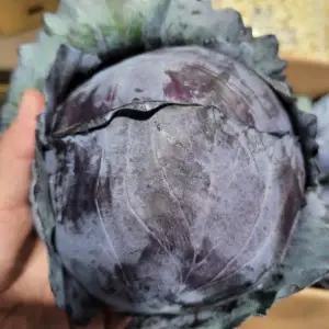 적채 적색양배추 6통 8kg내외 발품장터