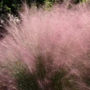 어린모종/핑크뮬리/8cm분 /다섯개셋트 Q1081