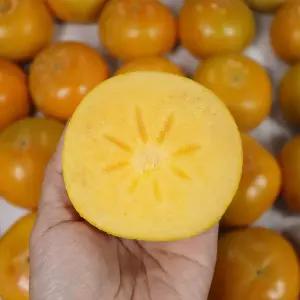 경남 밀양 부유단감 5kg 특대과