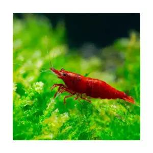 블러드메리 새우 (5마리)