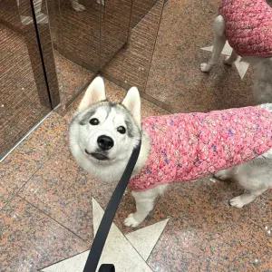 대형견 할매조끼 강아지옷 큰개 애견조끼 가을 겨울 강아지 산책 멍멍이 귀여운 애견 조끼 의류 큰개옷