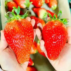 논산 킹스베리딸기 왕특 2팩 16-18구