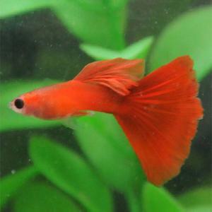 [행운수족관]고정구피, 풀레드 글라스벨리 슈퍼 델타 [한쌍] 구피