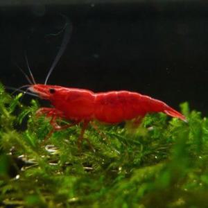 [행운수족관]관상 새우, 레드 사쿠라[슈퍼체리, 8마리]