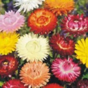 밀짚꽃씨앗 종이꽃 팝콘플라워 밀짚꽃종자 대량꽃씨 5000립 (WFJ7CUV)