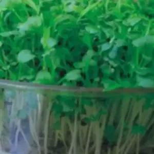 새싹치커리씨앗 새싹전용 채소종자 새싹치커리종자 (WFJ7CVN)