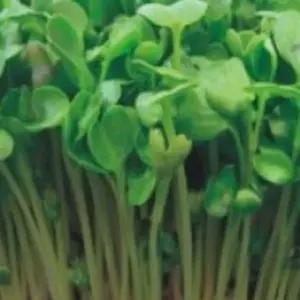 새싹채소종자 새싹씨앗 무순키우기 새싹채소키우기 무순재배종자 (WFJ7CVS)