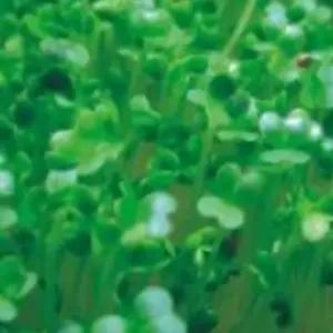 새싹브로콜리씨앗 새싹용 채소씨앗 새싹재배씨앗 브로콜리재배용 (WFJ7CWA)