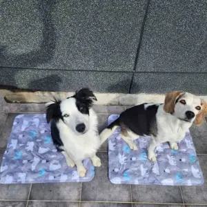 강아지 시원한 쿨매트 개용 아이스 쿨러 매트 애완동물 쿨링 패드 (WFK9OPA)