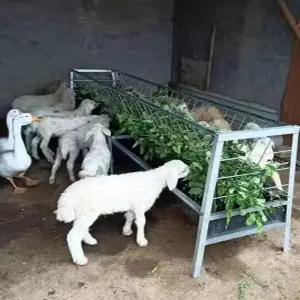 염소먹이통 양 목장 여물 배식통 염소 먹이 급여기