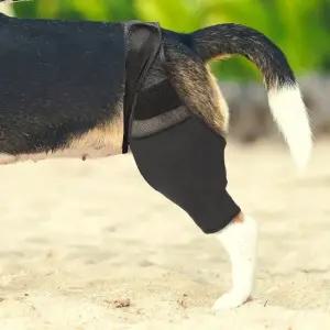 고관절 강아지 슬개골 보호대 통깁스 L 스트랩 탈골 (WFKB8HR)