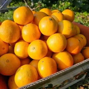 귤마을 노지 황금향 5kg 중대과